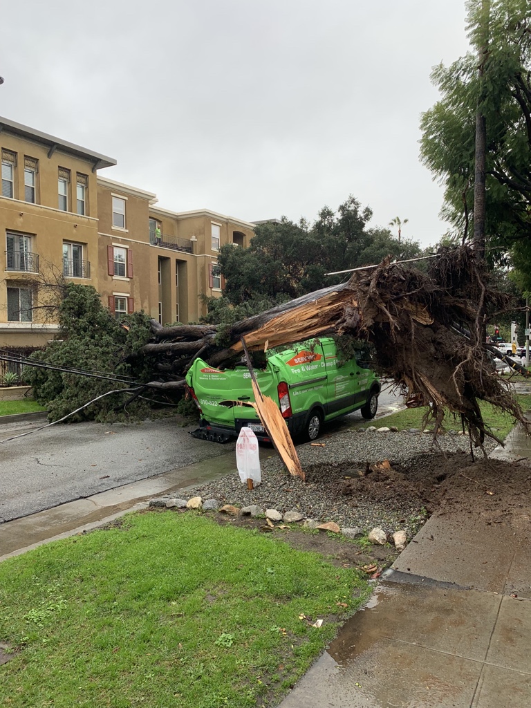 Tree on vehicle: 100 blk. n. Oak Knoll Ave.  Two vehicles sustained damage due to a large tree down. No structural damage. No injuries to report